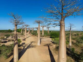 Travel to Madagascar - Baobabs