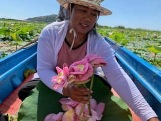 Lotus Farm